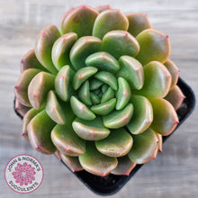 Load image into Gallery viewer, Echeveria 'Jade Orange'