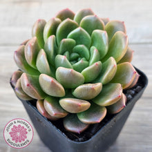 Load image into Gallery viewer, Echeveria 'Jade Orange'