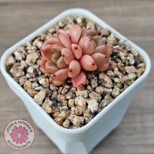 Load image into Gallery viewer, Echeveria 'Jade Orange'