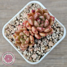 Load image into Gallery viewer, Echeveria 'Jade Orange'