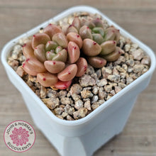 Load image into Gallery viewer, Echeveria 'Jade Orange'