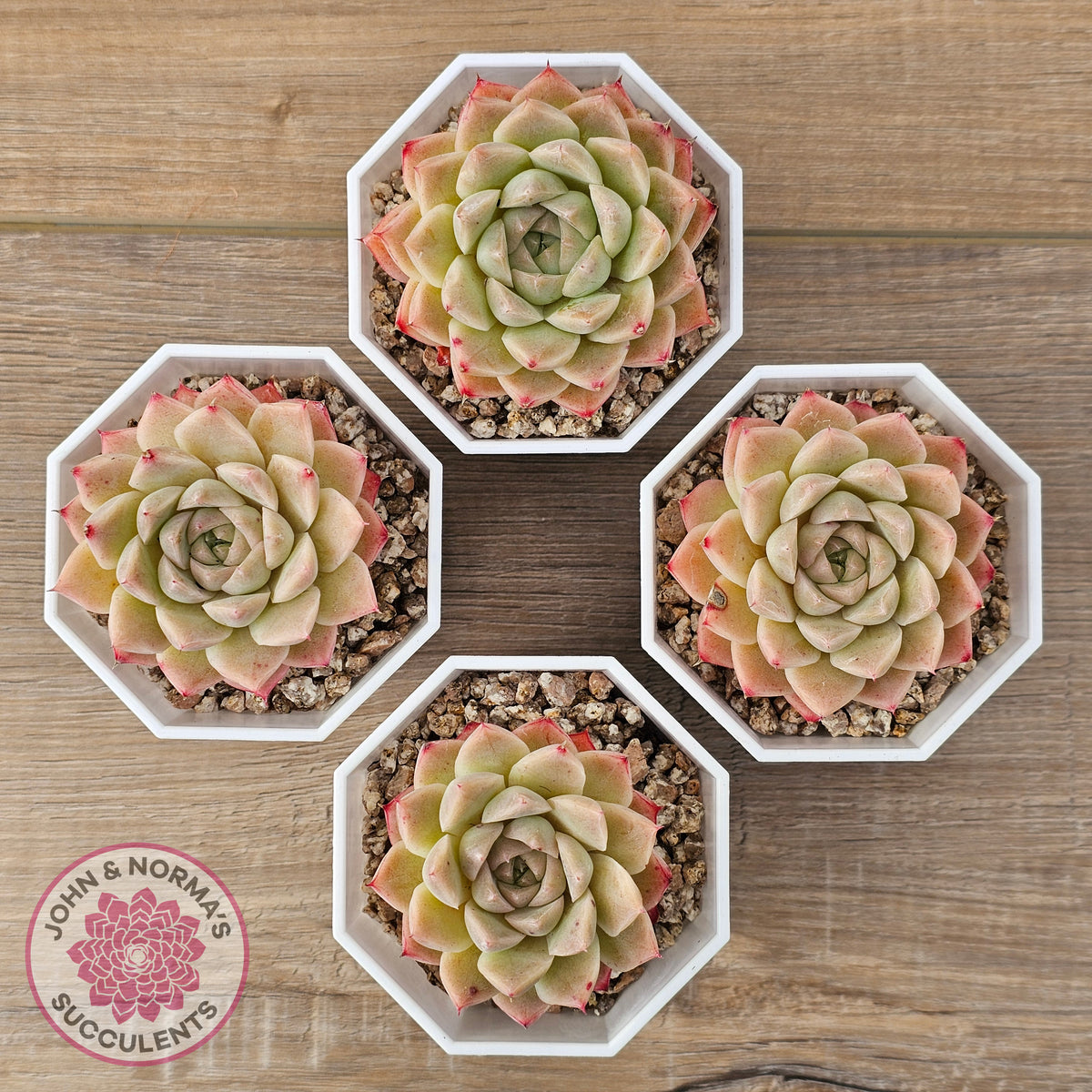 Echeveria 'Jam Malgan'
