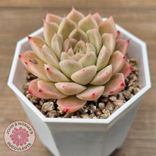 Load image into Gallery viewer, Echeveria 'Jam Malgan'