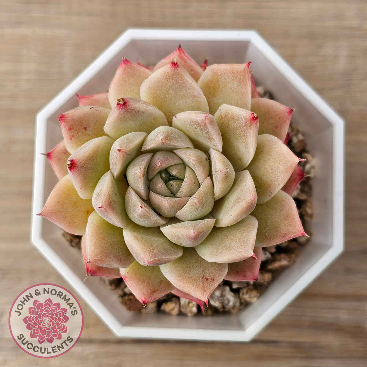 Echeveria 'Jam Malgan'