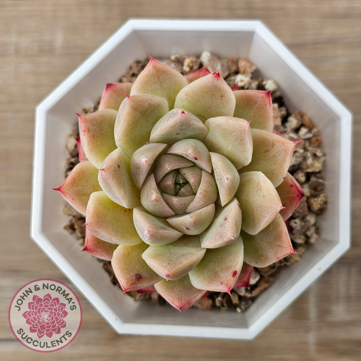 Echeveria 'Jam Malgan'