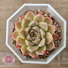Load image into Gallery viewer, Echeveria 'Jam Malgan'