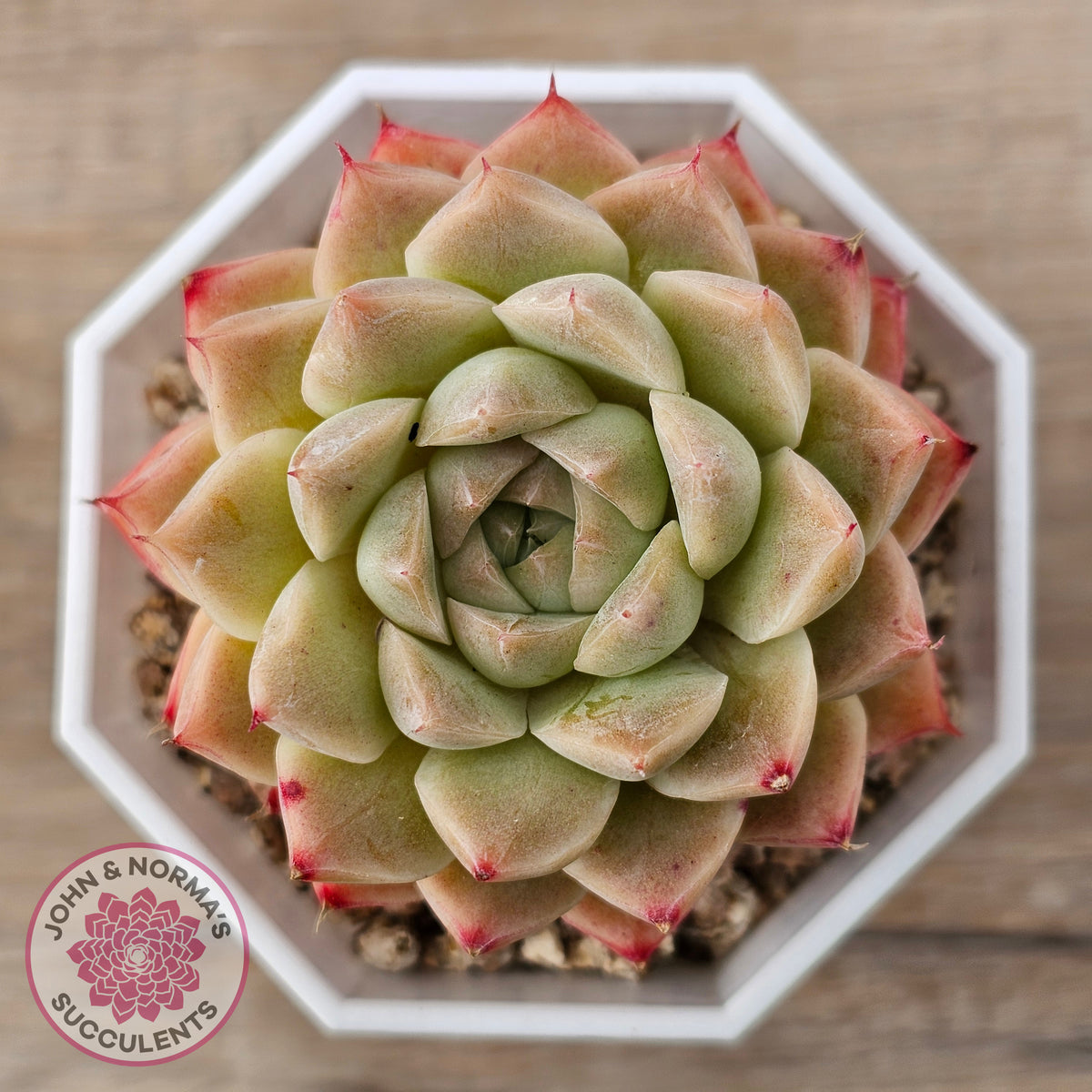 Echeveria 'Jam Malgan'