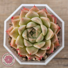 Load image into Gallery viewer, Echeveria 'Jam Malgan'