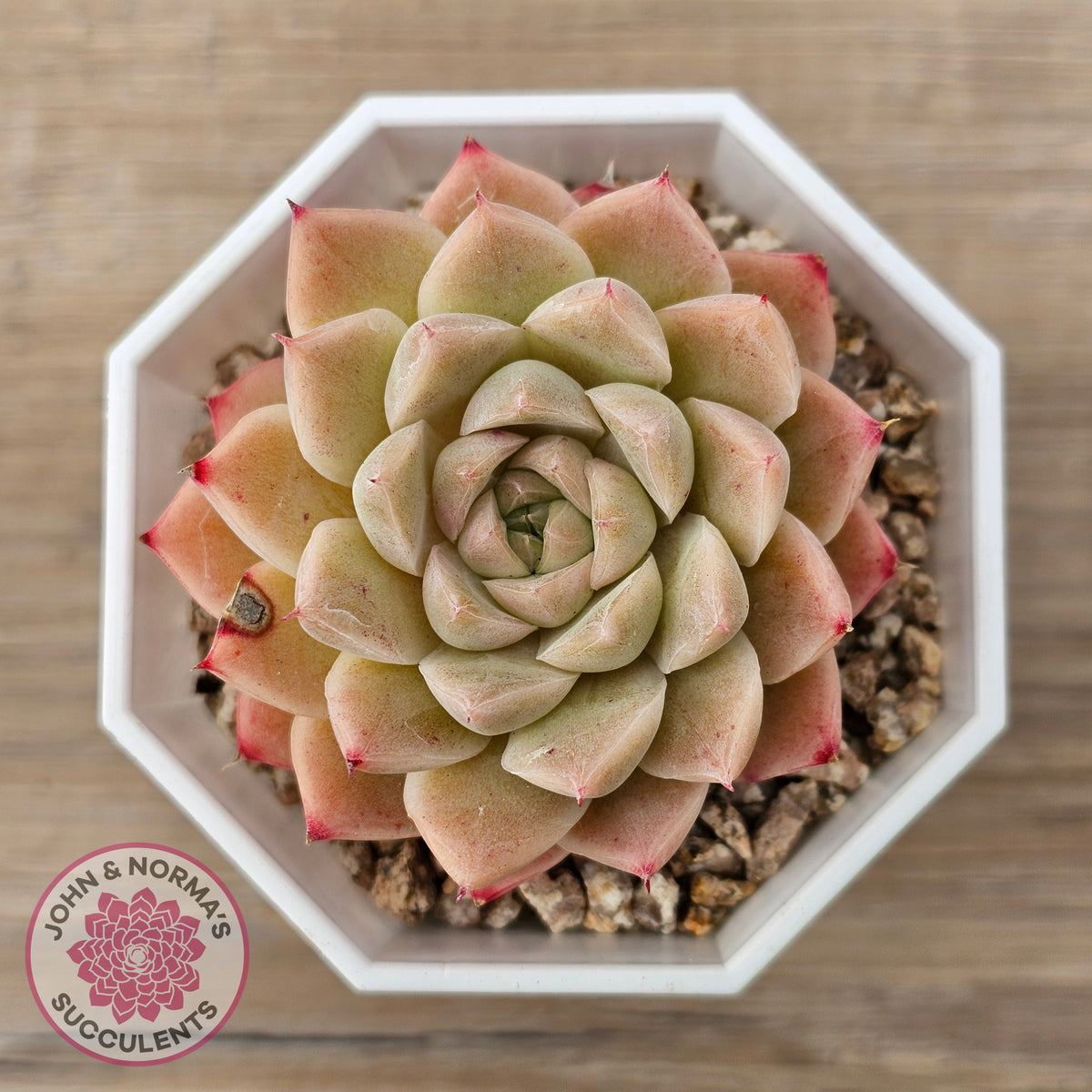 Echeveria 'Jam Malgan'