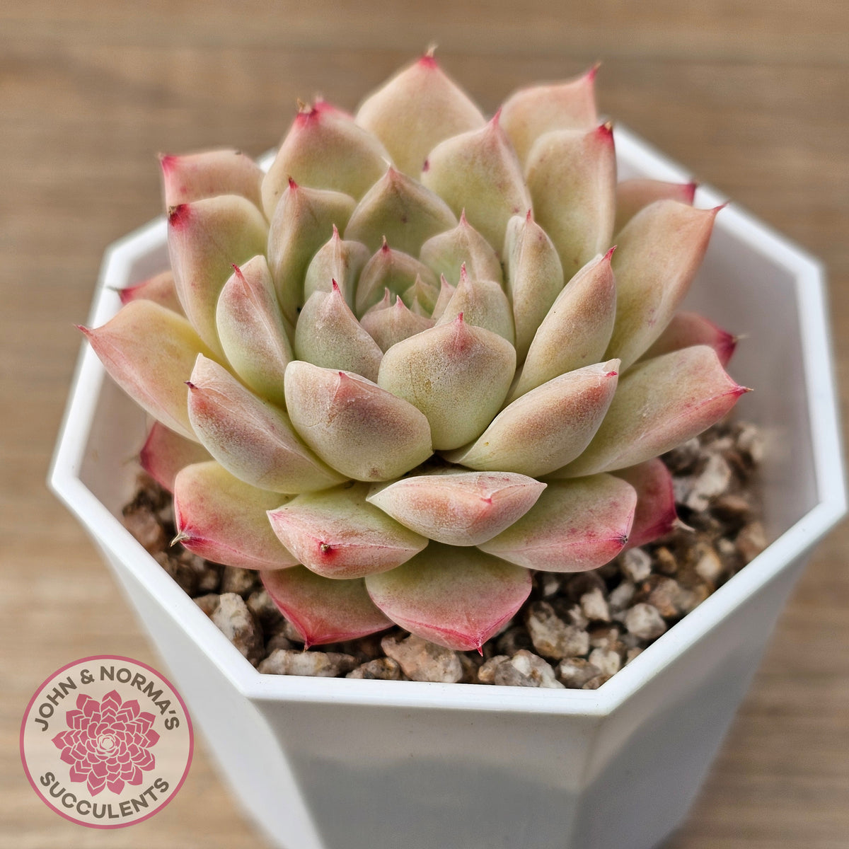 Echeveria 'Jam Malgan'