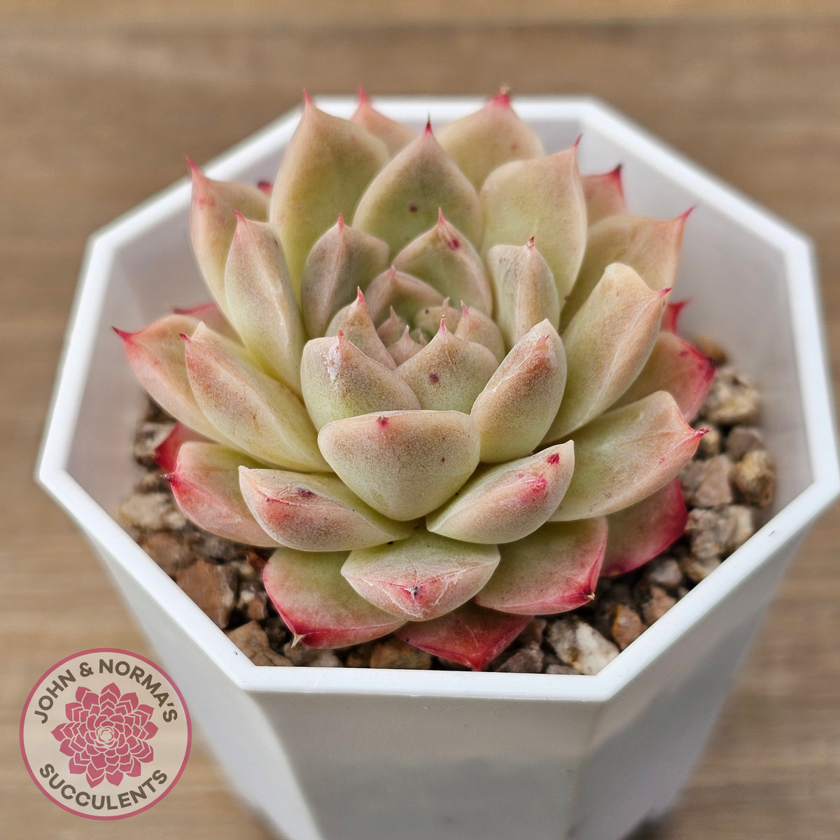 Echeveria 'Jam Malgan'