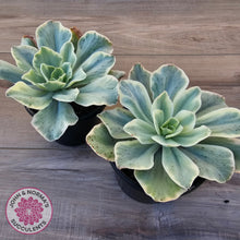 Load image into Gallery viewer, Echeveria Jippon Moon River Variegated (Lg)