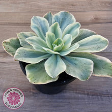 Load image into Gallery viewer, Echeveria Jippon Moon River Variegated (Lg)