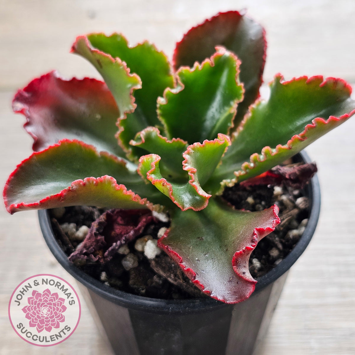 Echeveria 'Katella'