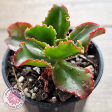 Load image into Gallery viewer, Echeveria 'Katella'
