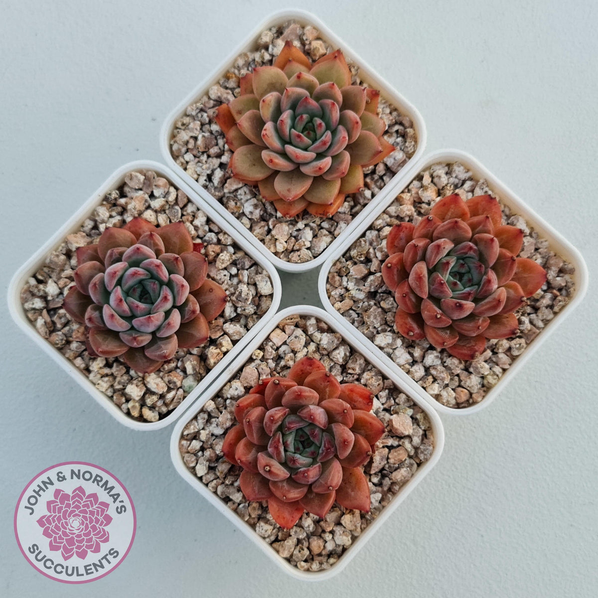 Echeveria 'Katyusha'