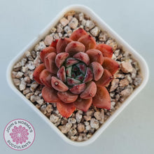 Load image into Gallery viewer, Echeveria 'Katyusha'