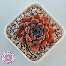 Load image into Gallery viewer, Echeveria 'Katyusha'