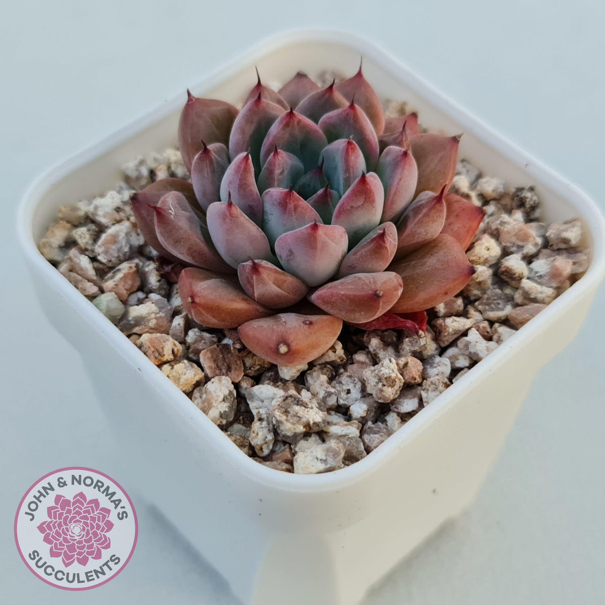Echeveria 'Katyusha'