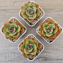 Load image into Gallery viewer, Echeveria 'Kissing'