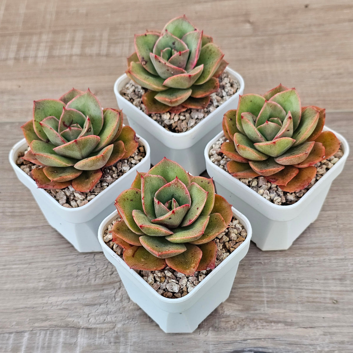 Echeveria 'Kissing'
