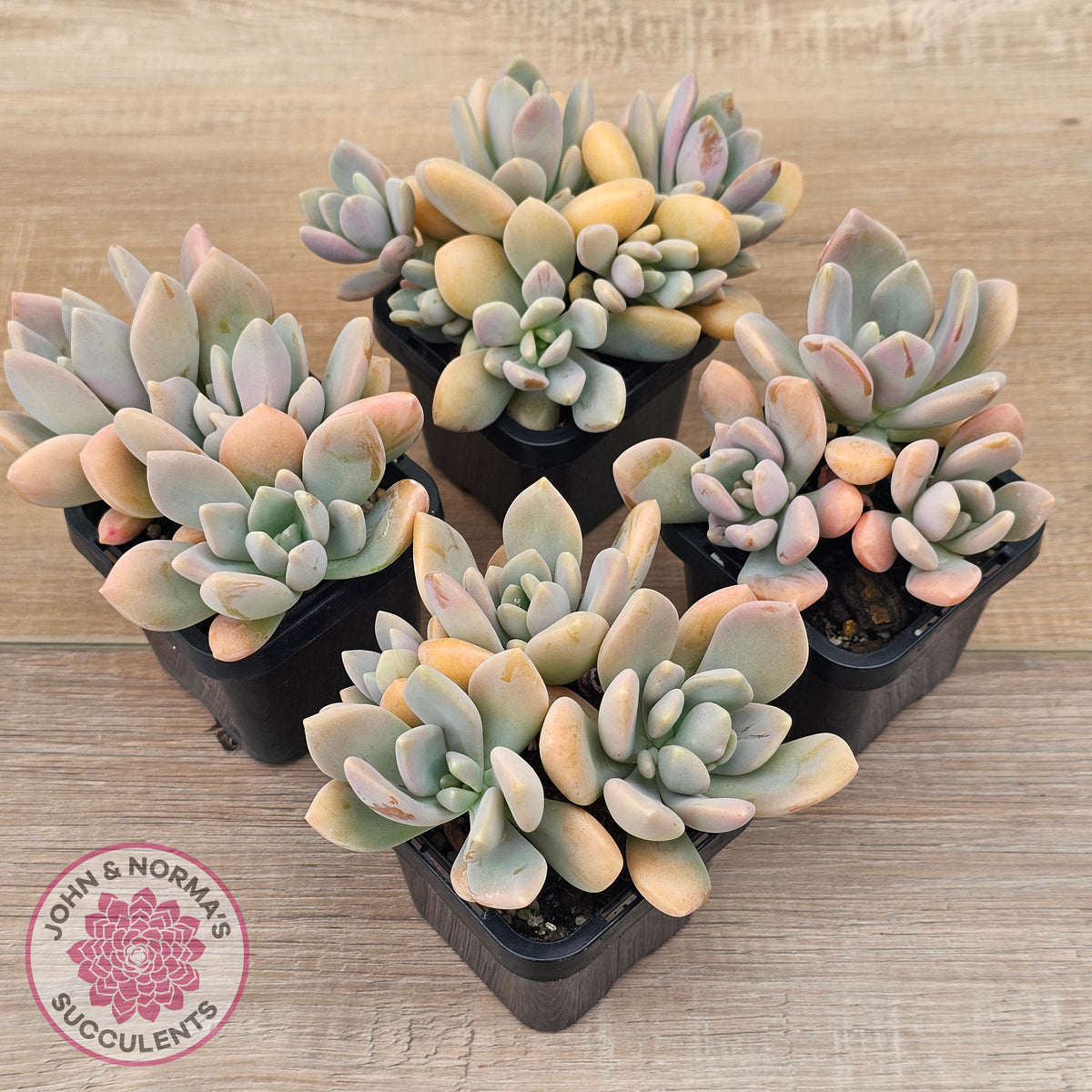Echeveria X Lady Grey