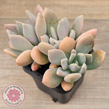 Load image into Gallery viewer, Echeveria X Lady Grey