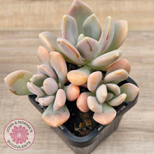 Load image into Gallery viewer, Echeveria X Lady Grey