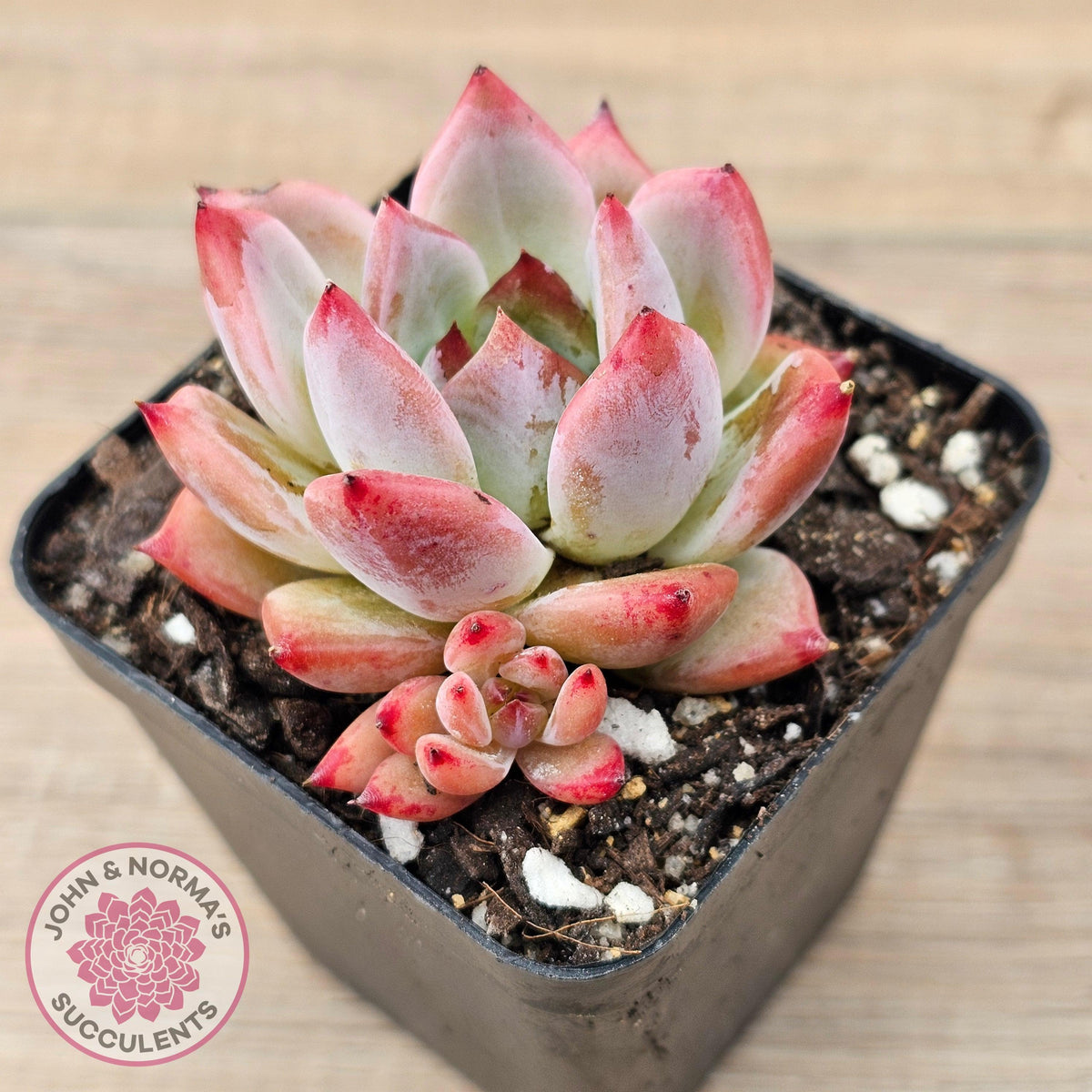 Echeveria Laui X Pulidonis Mexican form