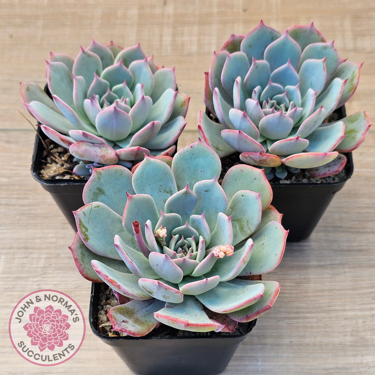 Echeveria laulensis