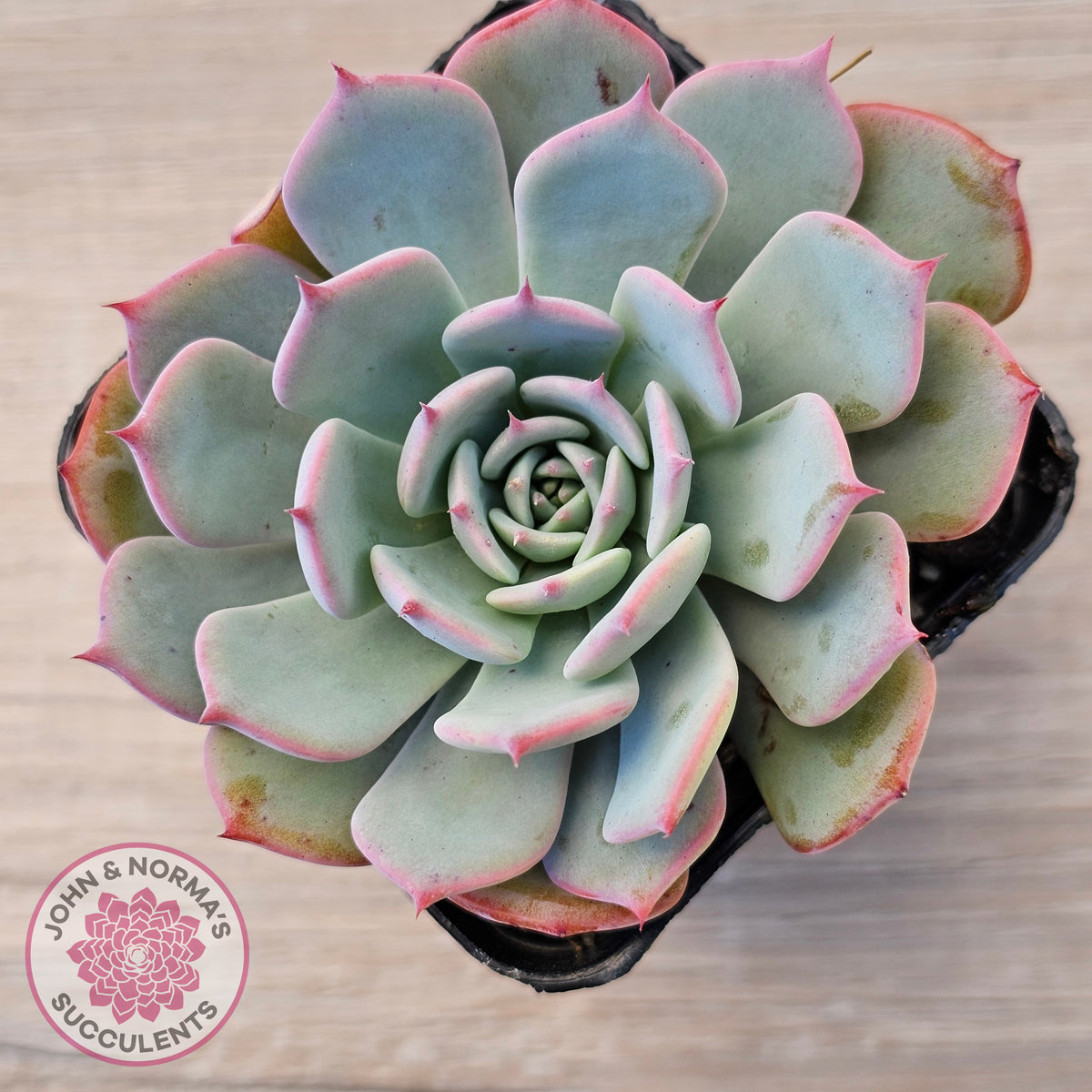 Echeveria laulensis