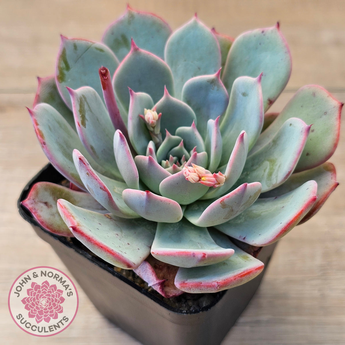 Echeveria laulensis