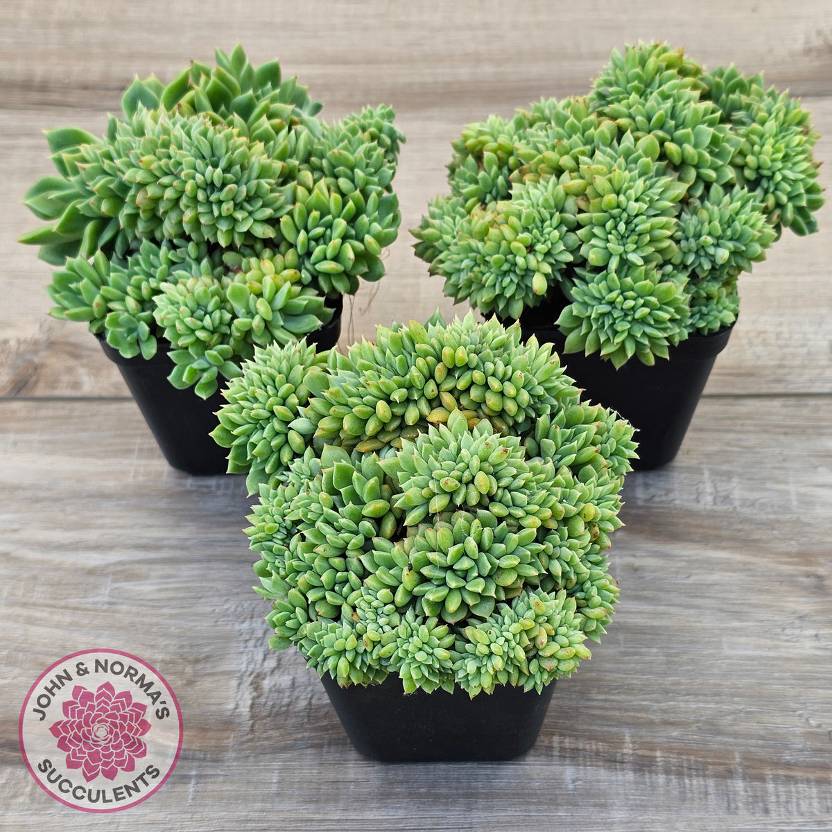 Echeveria 'Leisal' Crested (lg)