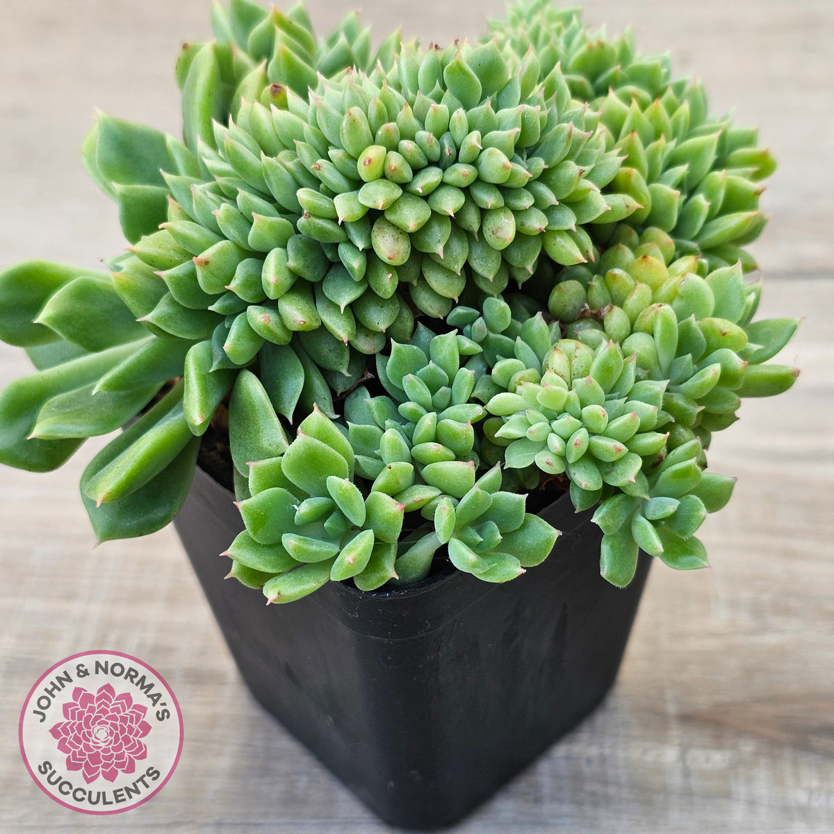Echeveria 'Leisal' Crested (lg)