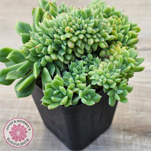 Load image into Gallery viewer, Echeveria 'Leisal' Crested (lg)