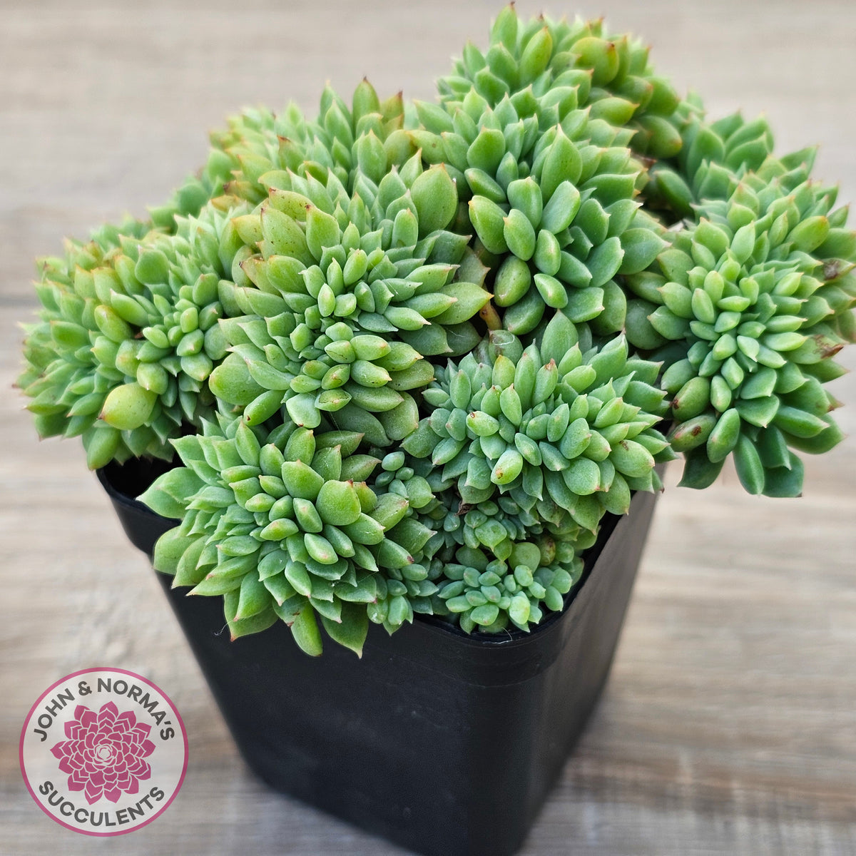 Echeveria 'Leisal' Crested (lg)