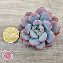 Load image into Gallery viewer, Echeveria 'Lemazzo' - Cutting