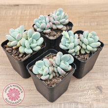 Load image into Gallery viewer, Echeveria 'Lemazzo' - John & Norma's Succulents Australia