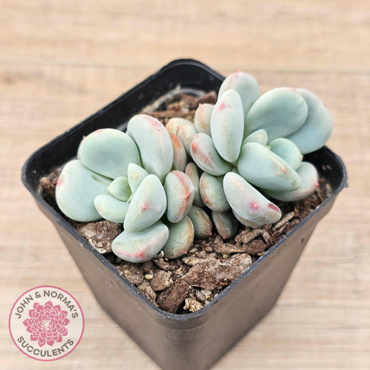 Echeveria 'Lemazzo'