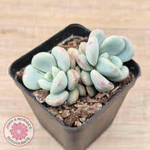Load image into Gallery viewer, Echeveria 'Lemazzo' - John & Norma's Succulents Australia