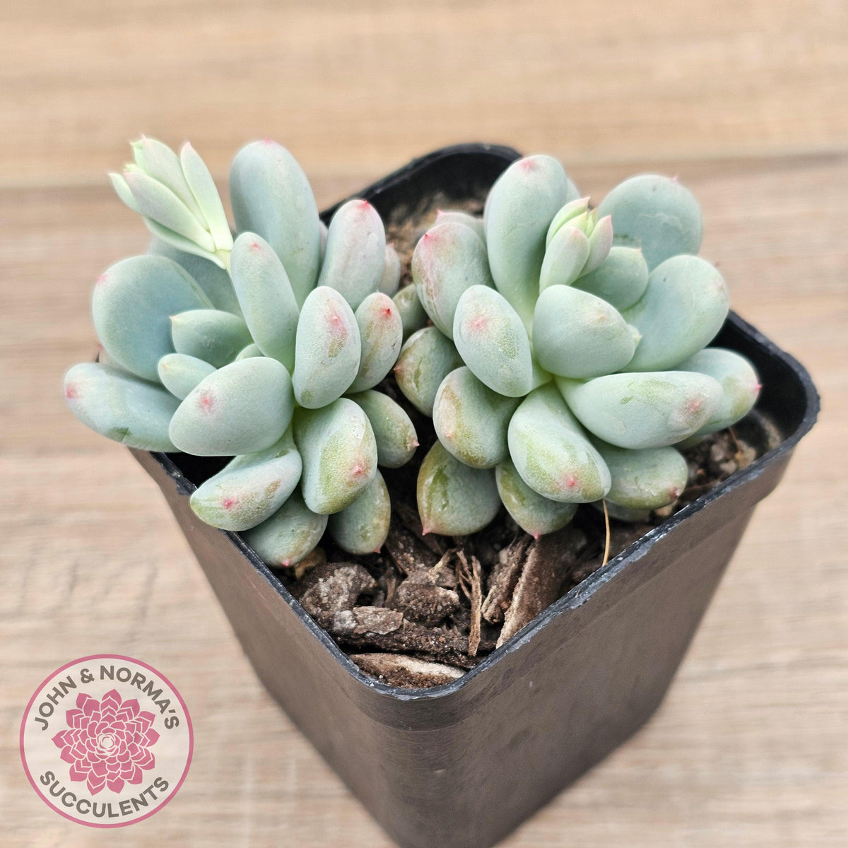 Echeveria 'Lemazzo'
