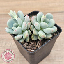 Load image into Gallery viewer, Echeveria 'Lemazzo' - John & Norma's Succulents Australia
