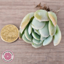 Load image into Gallery viewer, Echeveria 'Lemon Berry' - Cutting
