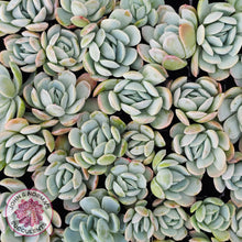 Load image into Gallery viewer, Echeveria 'Lemon Berry' - Cutting