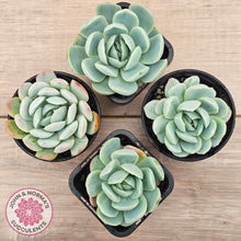 Load image into Gallery viewer, Echeveria 'Lemon Berry'