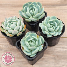 Load image into Gallery viewer, Echeveria 'Lemon Berry'
