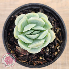 Load image into Gallery viewer, Echeveria 'Lemon Berry'
