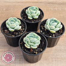 Load image into Gallery viewer, Echeveria 'Lemon Berry'