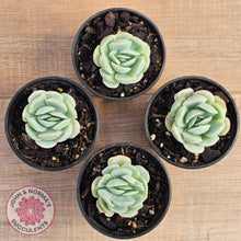 Load image into Gallery viewer, Echeveria 'Lemon Berry'