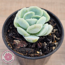 Load image into Gallery viewer, Echeveria 'Lemon Berry'